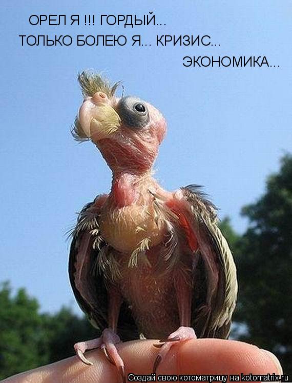 ОРЕЛ Я !!! ГОРДЫЙ... ТОЛЬКО БОЛЕЮ Я... КРИЗИС... ЭКОНОМИКА...... Котоматрица: ОРЕЛ Я !!! ГОРДЫЙ... ТОЛЬКО БОЛЕЮ Я... КРИЗИС... ЭКОНОМИКА...