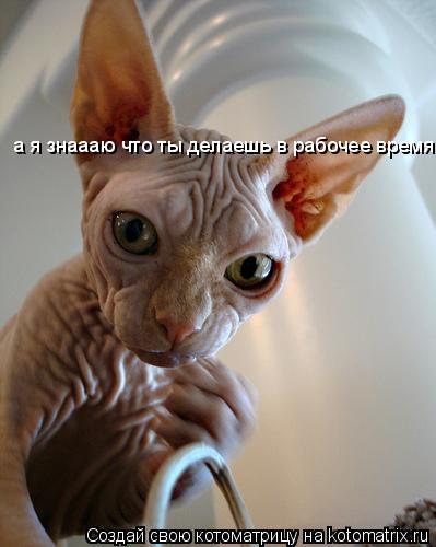 Котоматрица: а я знаааю что ты делаешь в рабочее время.......