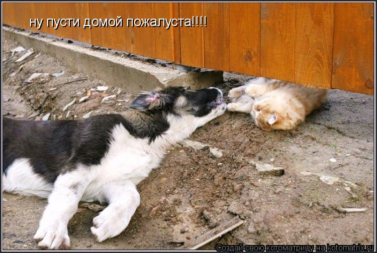 Котоматрица: ну пусти домой пожалуста!!!!