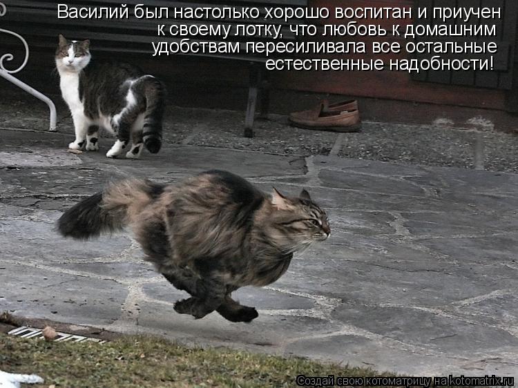 Василий был настолько хорошо воспитан и приучен к своему лотку, что любовь к домашним удобствам перес... Котоматрица: Василий был настолько хорошо воспитан и приучен к своему лотку, что любовь к домашним удобствам пересиливала все остальные естественные н