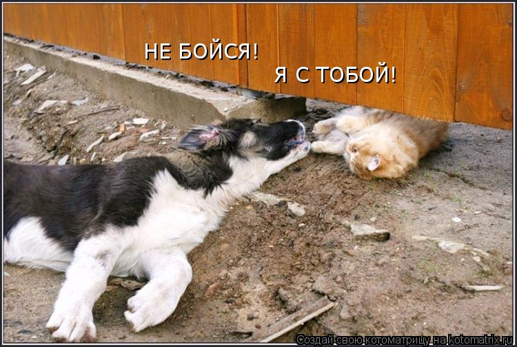 Котоматрица: НЕ БОЙСЯ! Я С ТОБОЙ!