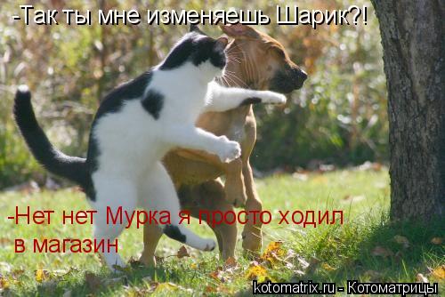 Котоматрица: -Так ты мне изменяешь Шарик?! -Нет нет Мурка я просто ходил  в магазин