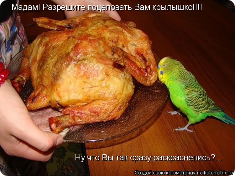Котоматрица: Мадам! Разрешите поцеловать Вам крылышко!!!! Ну что Вы так сразу раскраснелись?...