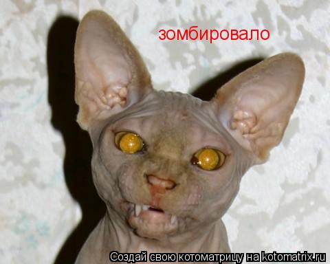 Котоматрица: зомбировало