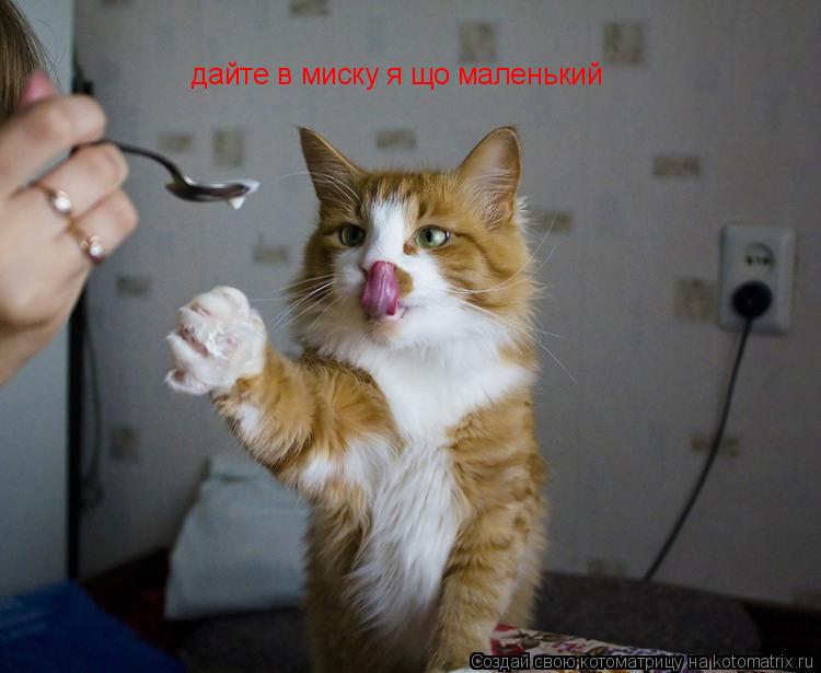 Котоматрица: дайте в миску я що маленький