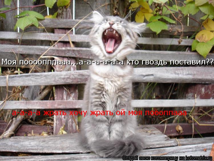 Котоматрица: Моя поооопппааа...а-а-а-а-а-а кто гвоздь поставил??? а-а-а-а жрать хочу жрать ой моя поооппааа