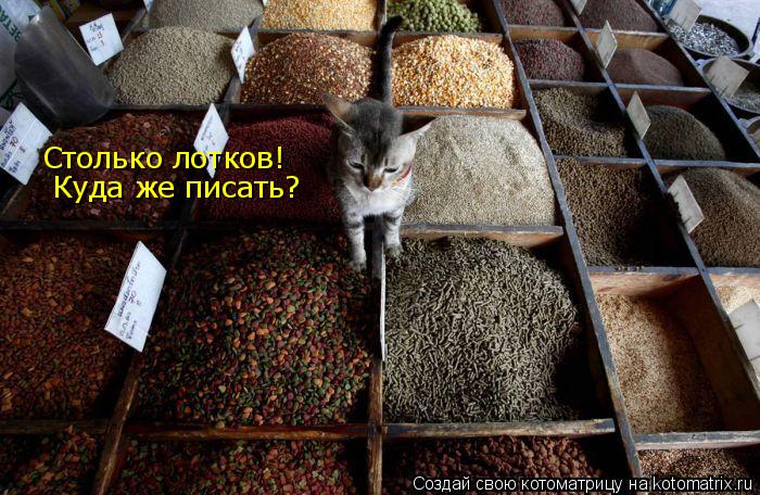 Котоматрица: Куда же писать? Столько лотков!