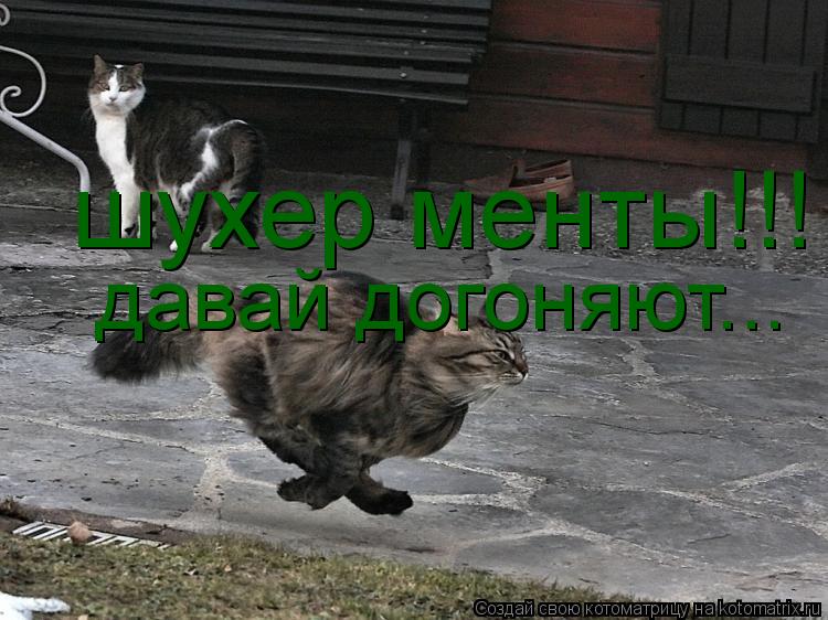 Котоматрица: шухер менты!!! давай догоняют...