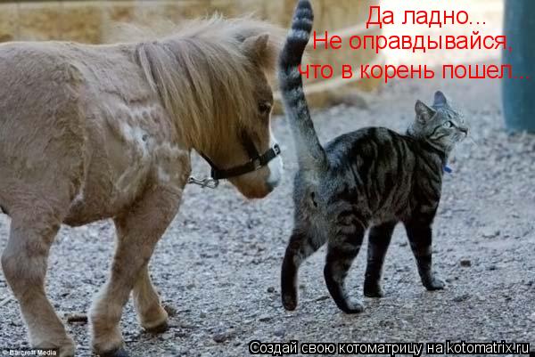 Котоматрица: Да ладно...  что в корень пошел... Не оправдывайся,