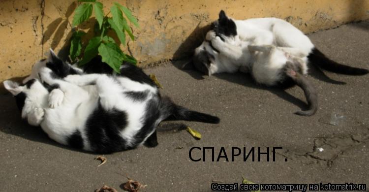 Котоматрица: СПАРИНГ.