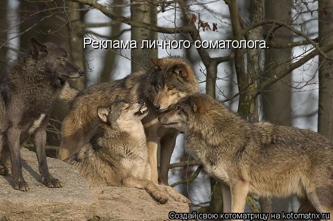 Котоматрица: Реклама личного соматолога.