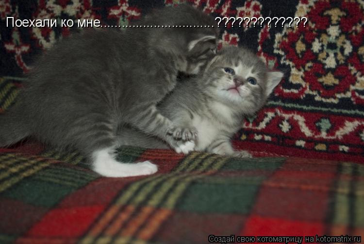 Котоматрица: Поехали ко мне................................?????????????