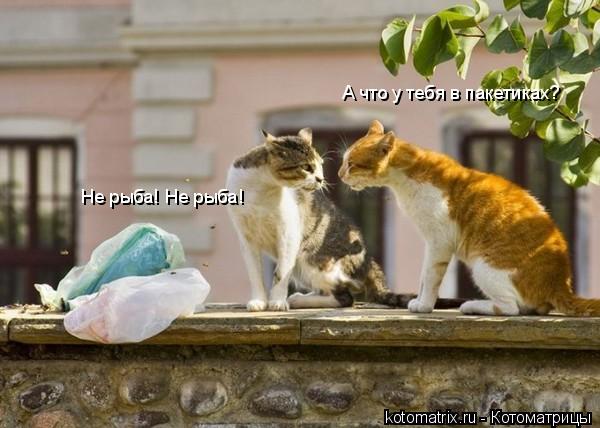 Котоматрица: А что у тебя в пакетиках? Не рыба! Не рыба!
