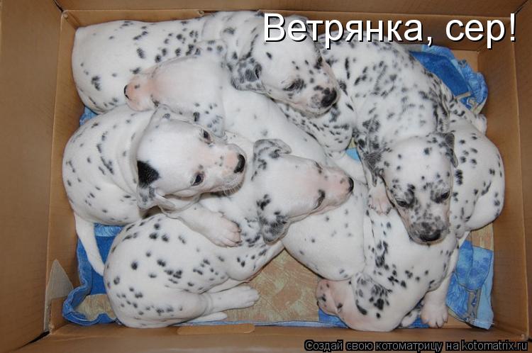 Ветрянка, сер!... Котоматрица: Ветрянка, сер!