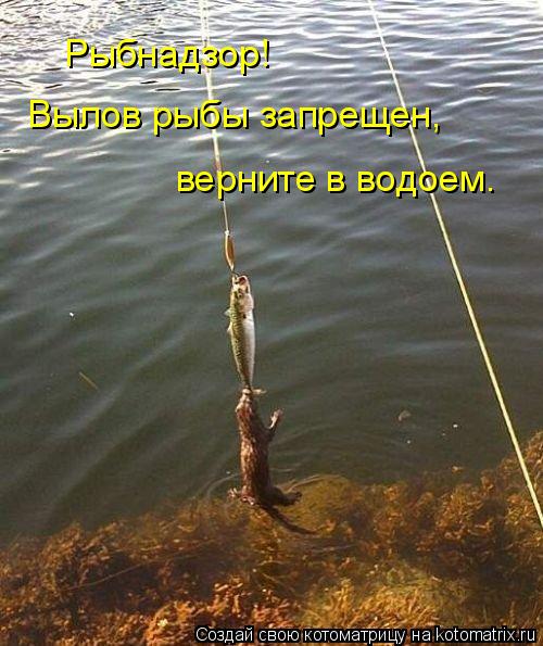 Котоматрица: Рыбнадзор! Вылов рыбы запрещен, верните в водоем.