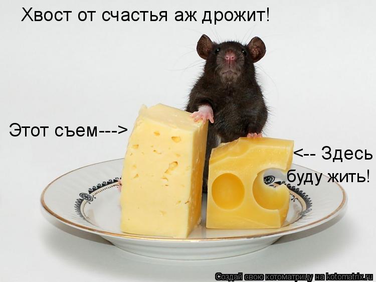 Котоматрица: Хвост от счастья аж дрожит! Этот съем---> <-- Здесь буду жить!