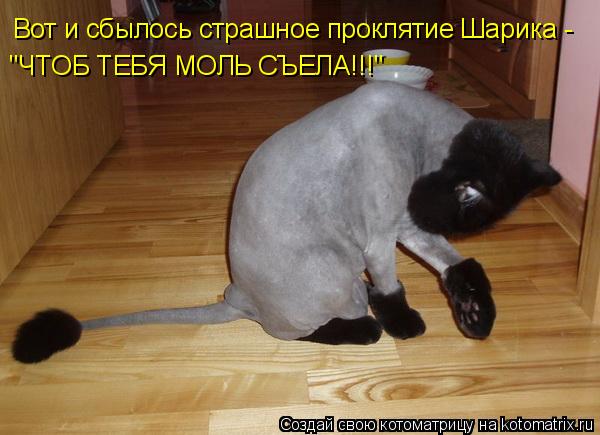 Котоматрица: Вот и сбылось страшное проклятие Шарика - "ЧТОБ ТЕБЯ МОЛЬ СЪЕЛА!!!"