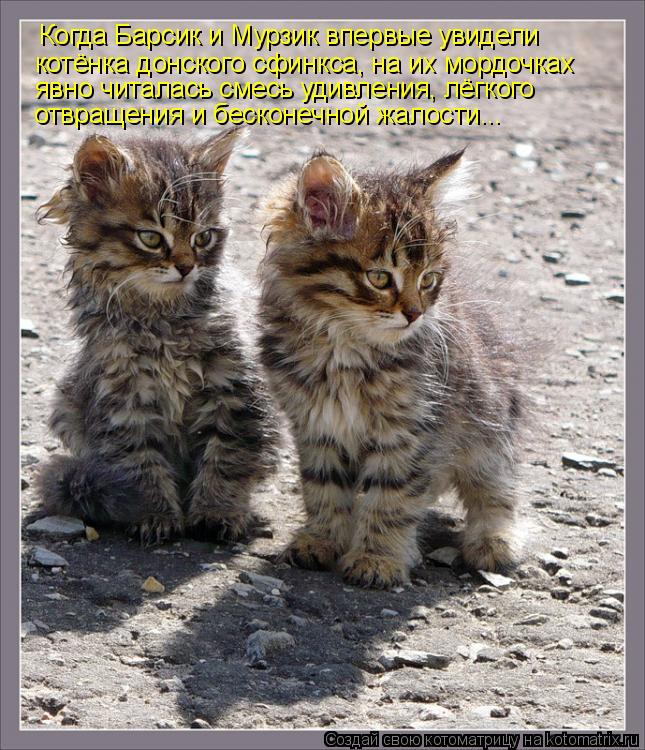 Котоматрица: Когда Барсик и Мурзик впервые увидели  котёнка донского сфинкса, на их мордочках явно читалась смесь удивления, лёгкого  отвращения и беско