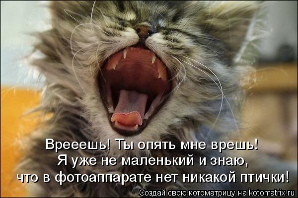 Котоматрица: Врееешь! Ты опять мне врешь! Я уже не маленький и знаю, что в фотоаппарате нет никакой птички!