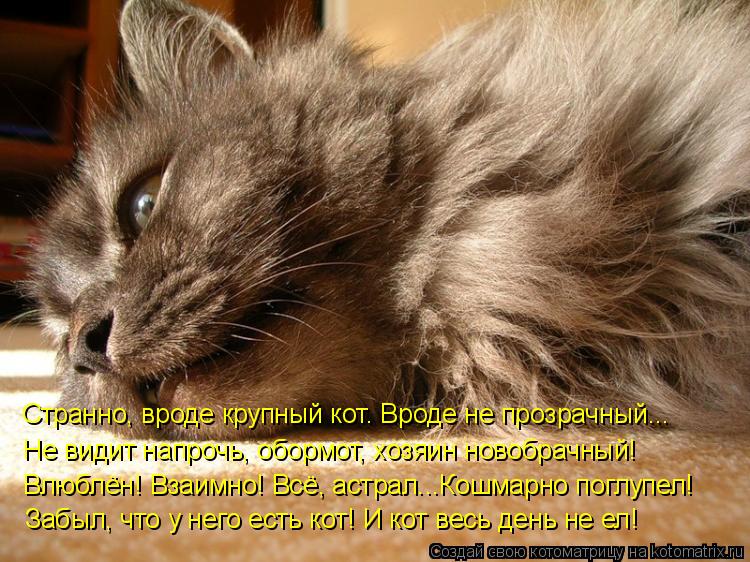Котоматрица: Влюблён! Взаимно! Всё, астрал...Кошмарно поглупел! Не видит напрочь, обормот, хозяин новобрачный! Странно, вроде крупный кот. Вроде не прозрач