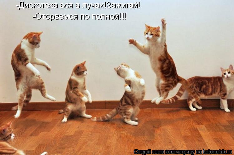 Котоматрица: -Дискотека вся в лучах!Зажигай! -Оторвемся по полной!!!