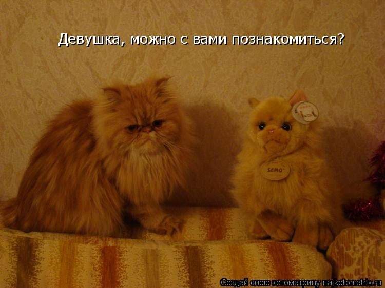 Котоматрица: Девушка, можно с вами познакомиться?