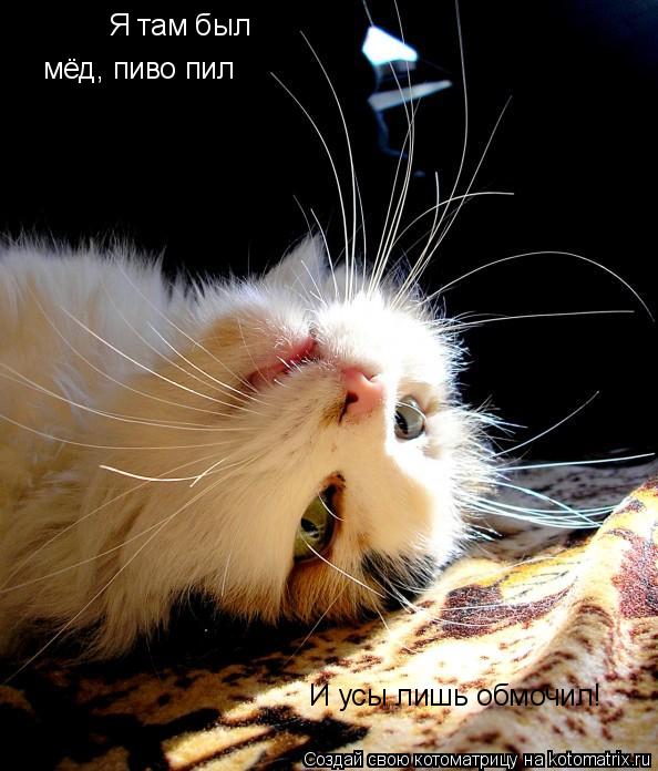 Котоматрица: Я там был мёд, пиво пил  И усы лишь обмочил!