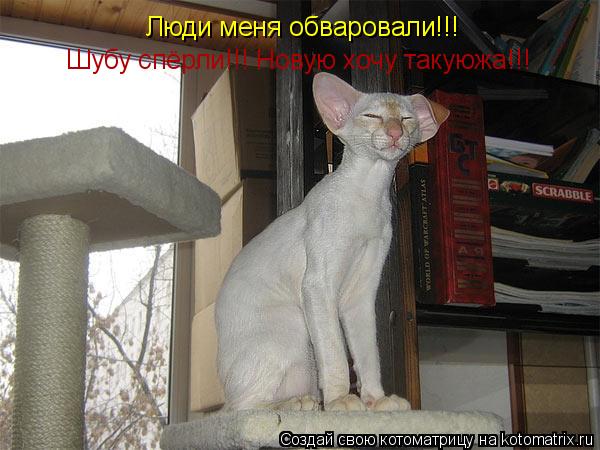 Люди меня обваровали!!! Шубу спёрли!!! Новую хочу такуюжа!!!... Котоматрица: Люди меня обваровали!!! Шубу спёрли!!! Новую хочу такуюжа!!!