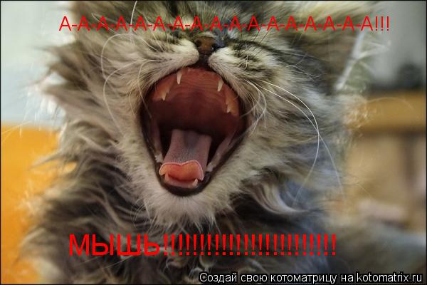А-А-А-А-А-А-А-А-А-А-А-А-А-А-А-А-А!!! МЫШЬ!!!!!!!!!!!!!!!!!!!!!!!!... Котоматрица: А-А-А-А-А-А-А-А-А-А-А-А-А-А-А-А-А!!! МЫШЬ!!!!!!!!!!!!!!!!!!!!!!!!