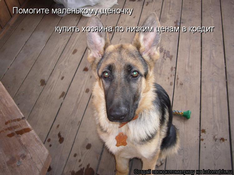 Помогите маленькому щеночку купить хозяина по низким ценам в кредит... Котоматрица: Помогите маленькому щеночку купить хозяина по низким ценам в кредит