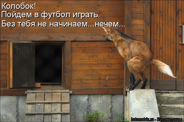 Котоматрица: Колобок! Пойдем в футбол играть. Без тебя не начинаем...нечем...