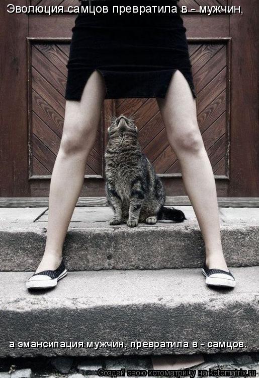 Котоматрица: Эволюция самцов превратила в - мужчин,  а эмансипация мужчин, превратила в - самцов.