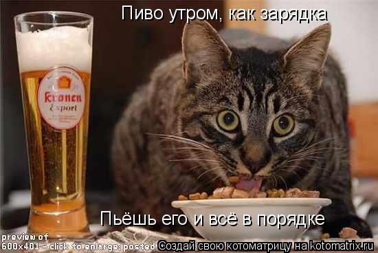 Котоматрица: Пиво утром, как зарядка Пьёшь его и всё в порядке