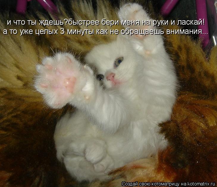 Котоматрица: и что ты ждешь?быстрее бери меня на руки и ласкай! а то уже целых 3 минуты как не обращаешь внимания...