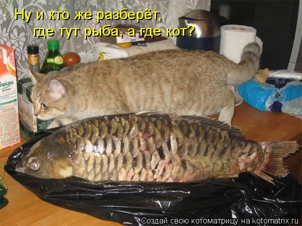 Котоматрица: Ну и кто же разберёт, где тут рыба, а где кот?