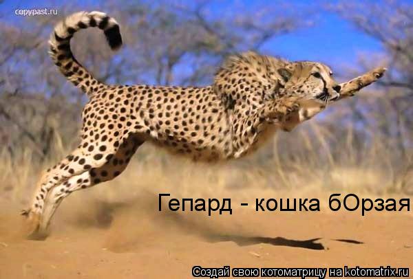 Котоматрица: Гепард - кошка бОрзая
