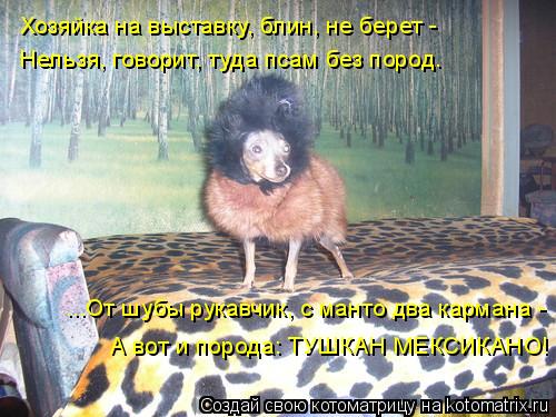 Хозяйка на выставку, блин, не берет - Нельзя, говорит, туда псам без пород. ...От шубы рукавчик, с ма... Котоматрица: Хозяйка на выставку, блин, не берет - Нельзя, говорит, туда псам без пород. ...От шубы рукавчик, с манто два кармана - А вот и порода: ТУШКАН МЕКС