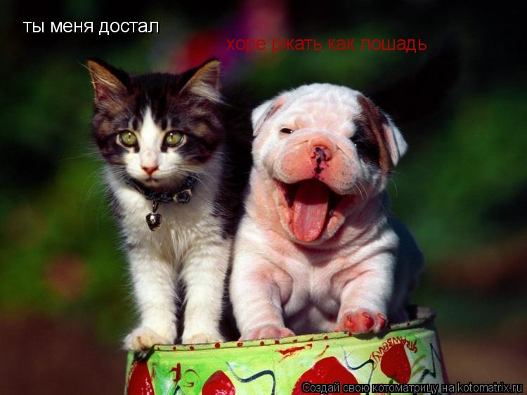 ты меня достал хоре ржать как лошадь... Котоматрица: ты меня достал хоре ржать как лошадь