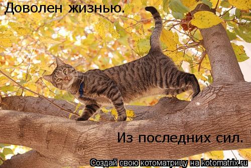 Котоматрица: Доволен жизнью. Из последних сил.