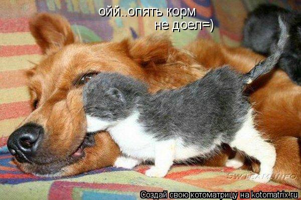 Котоматрица: ойй..опять корм  не доел=)