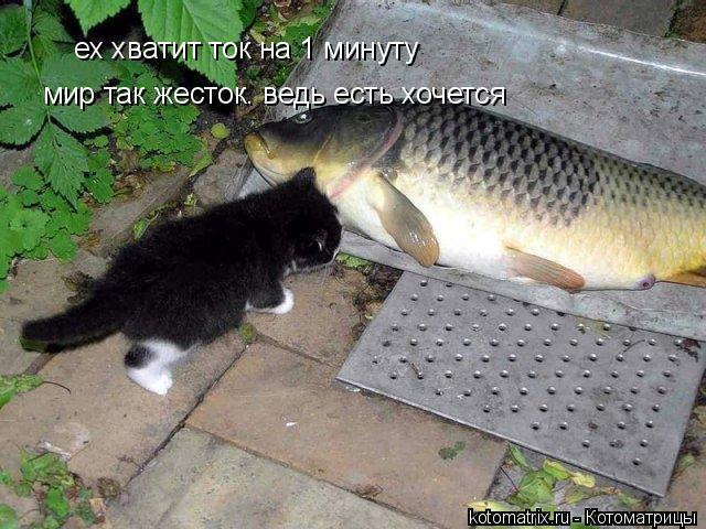 Котоматрица: ех хватит ток на 1 минуту мир так жесток. ведь есть хочется