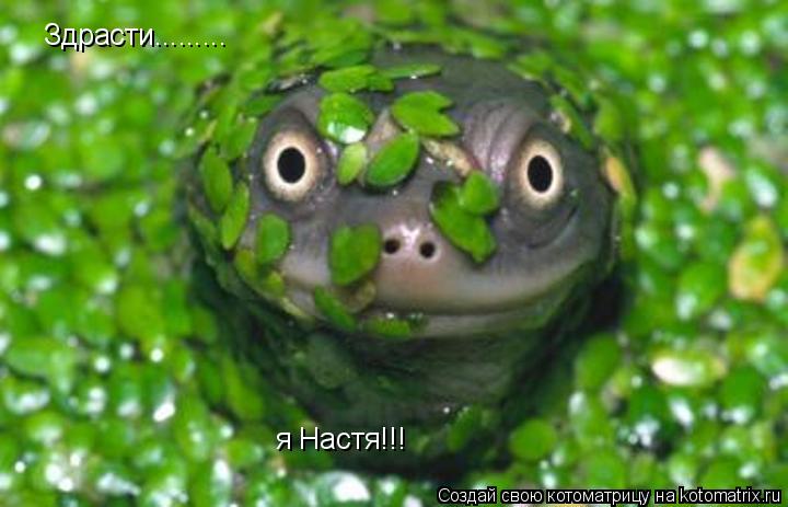 Котоматрица: Здрасти......... я Настя!!!