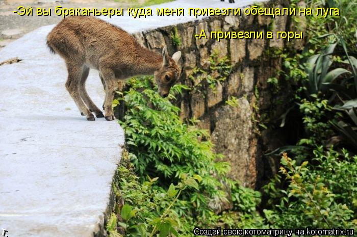 Котоматрица: -Эй вы браканьеры куда меня привезли обещали на луга  -А привезли в горы