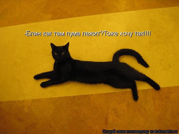 Котоматрица: -Блин как там пума лежит?Тоже хочу так!!!!