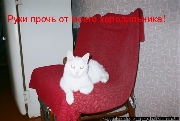 Котоматрица: Руки прочь от моего холодильника!