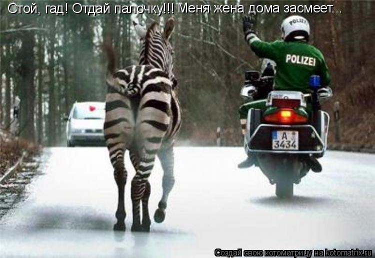 Котоматрица: Стой, гад! Отдай палочку!!!  Меня жена дома засмеет...