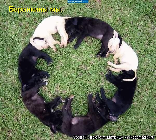 Баранкины мы.... Котоматрица: Баранкины мы.