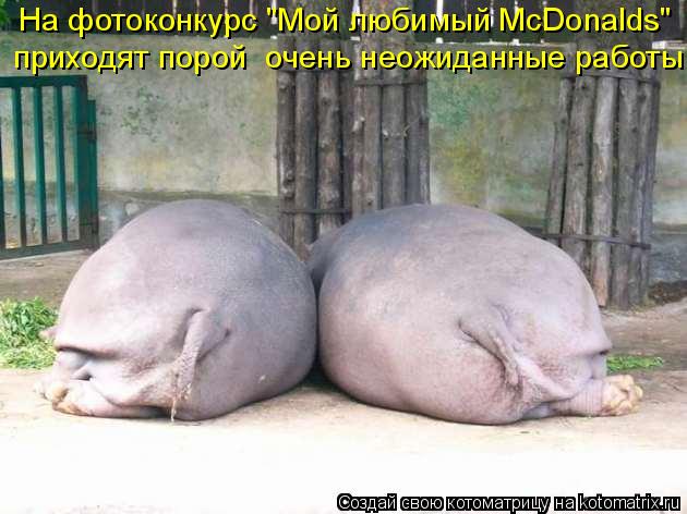 На фотоконкурс "Мой любимый McDonalds" приходят порой очень неожиданные работы.... Котоматрица: На фотоконкурс "Мой любимый McDonalds" приходят порой очень неожиданные работы.