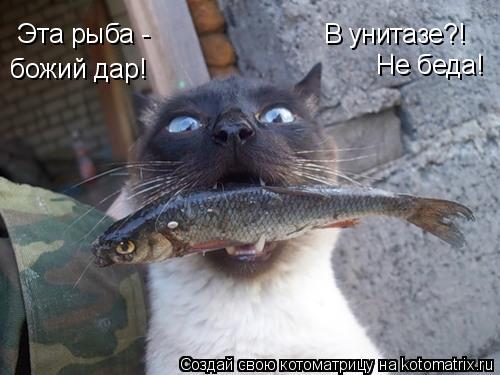 Эта рыба - божий дар! В унитазе?! Не беда!... Котоматрица: Эта рыба - божий дар! В унитазе?! Не беда!