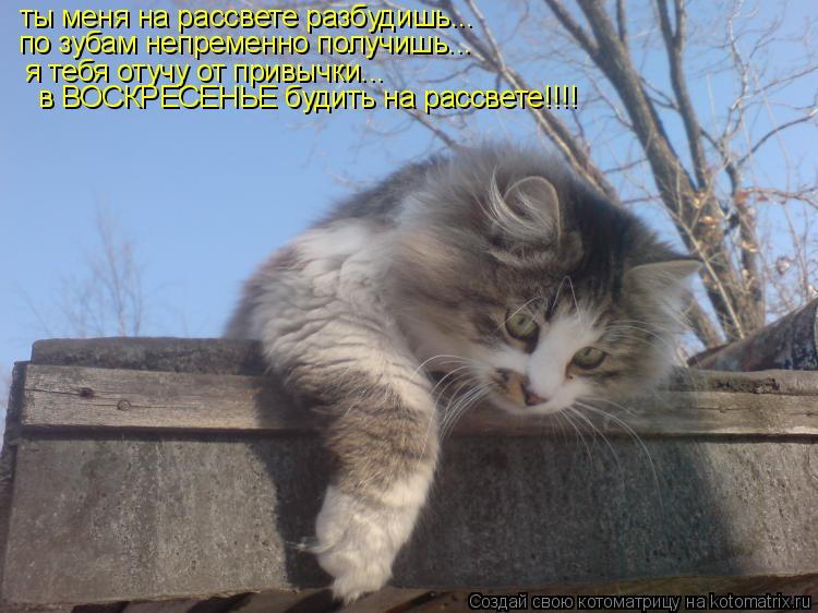 ты меня на рассвете разбудишь... по зубам непременно получишь... я тебя отучу от привычки... в ВОСКРЕ... Котоматрица: ты меня на рассвете разбудишь... по зубам непременно получишь... я тебя отучу от привычки... в ВОСКРЕСЕНЬЕ будить на рассвете!!!!